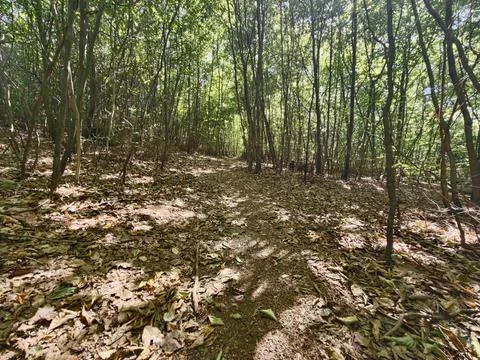 Forest path through dense woodland bathed in dappled sunlight casting long .. Stock Photos