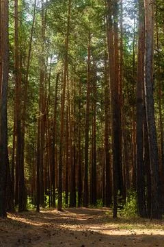 Forest path through fir trees. Mighty pine, spruce trees, moss, plants. Soft 스톡 사진