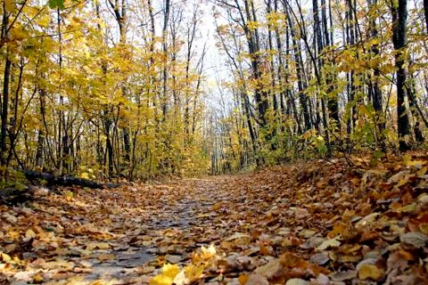 Forest path through the forest Stock Photos