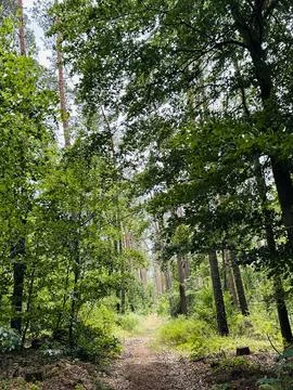 Forest Path Through Green Summer Woodland Stock Photos
