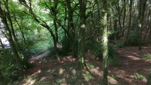Forest Path Through Green Woodland Stock-Footage 333336993