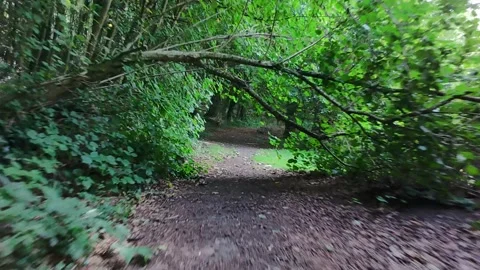 Forest Path Through Green Woodland Video stock 333337024