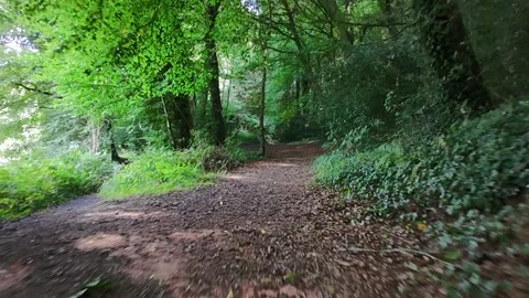 Forest Path Through Green Woodland Stock-Footage 333337028