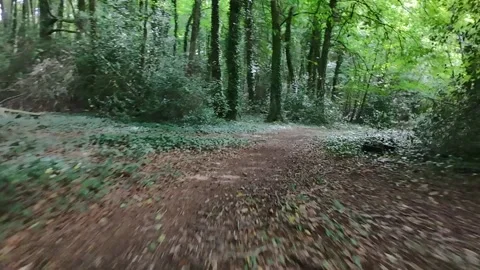 Forest Path Through Green Woodland Stock Footage 333337042