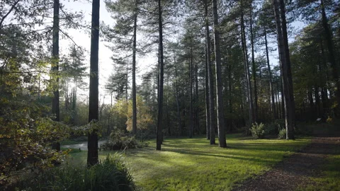 A forest with a path through it Stock Footage 298267635