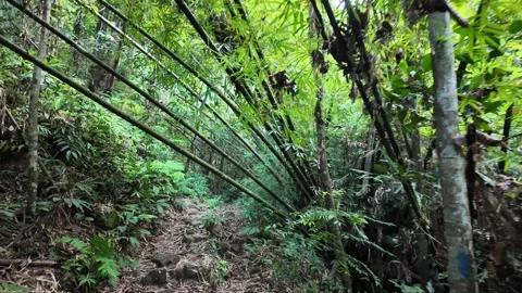 A forest with a path through it Stock Footage 314389005
