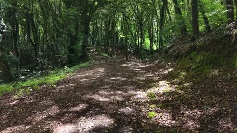 Forest Path Through Lush Green Woodland 4K 库存影片 337948649