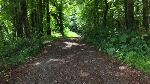 Forest Path Through Lush Green Woodland 4K 스톡 동영상 337948653