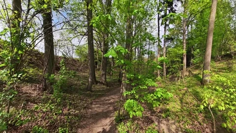 Forest Path Through Lush Green Woodland in Germany Vídeos de archivo 344804309