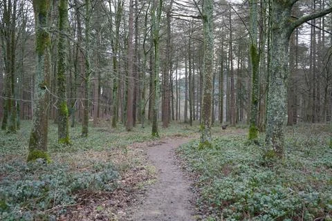 Forest Path Through Mossy Trees In Derwent Dam, The Peak District, England. Stock Photos