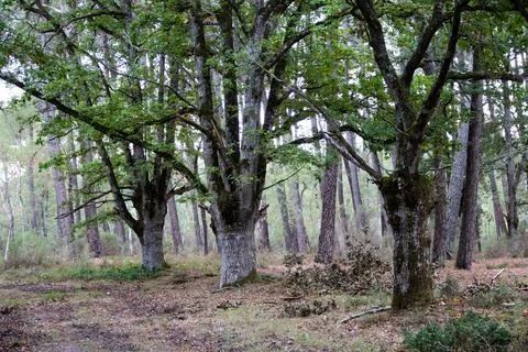 A forest path through an oak forest. Stock Photos
