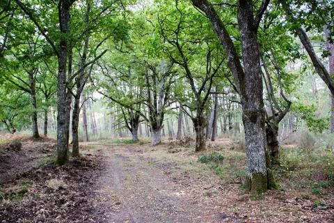 A forest path through an oak forest Stock Photos