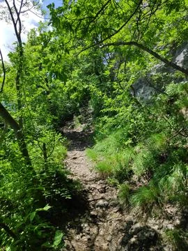 Forest Path Through Peaceful Nature Stock-Fotos