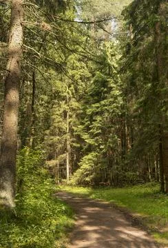 Forest path through pine trees in sunny summer woodland. Trail leads forward Stock-Fotos