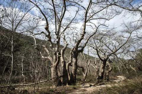 Forest Path Through Plane Trees Stock Photos