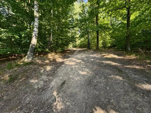 Forest path through sunlit green canopy with dappled shade and quiet woodla.. Photos