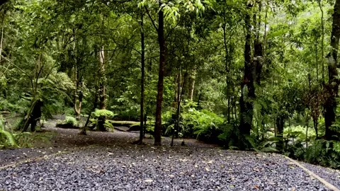 Forest path through tall green trees Vídeo Stock 335430587
