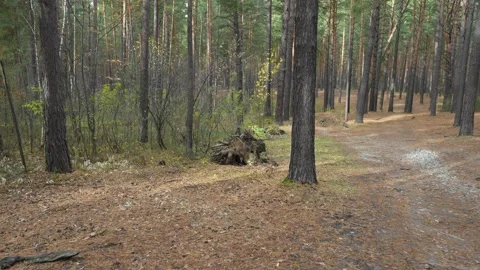 Forest Path Through Tall Pine Trees With Fallen Log and Autumn Leaves Stock Footage 347740092