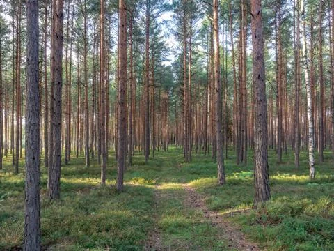 Forest path through tall pine trees of Lower Silesian Forest Stock Photos