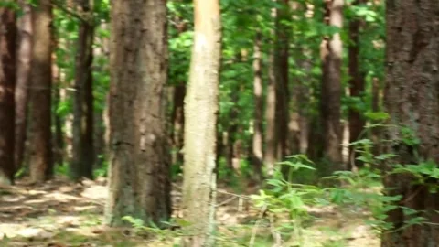 Forest path through tall trees with natural lighting and shadows Stock Footage 313265148