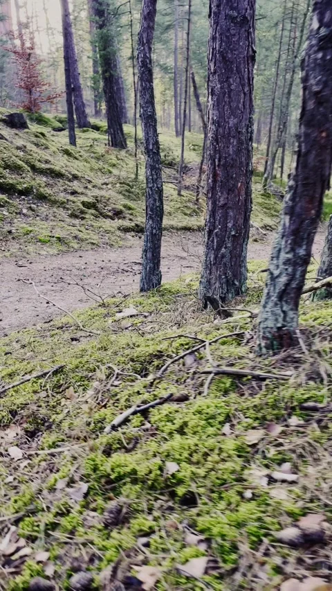 Forest Path Through Tall Trees with Green Moss and Natural Light 動画素材 341683680