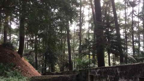 Forest Path Through Tall Trees at Mount Kunci, Sumedang, West Java, Indonesia. Видео 344054609
