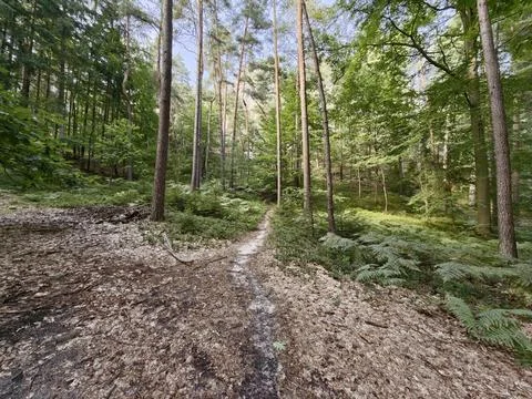 Forest path through tall trees in woodland with sunlit dirt trail, leaf litter, 스톡 사진