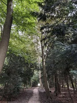 Forest path through tall trees with sunlit canopy, dappled light tunnel effect Stock Photos
