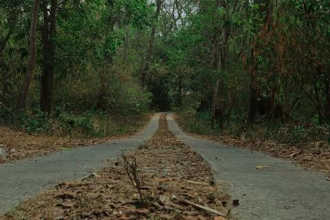 Forest Path Through the Woods Stock Photos