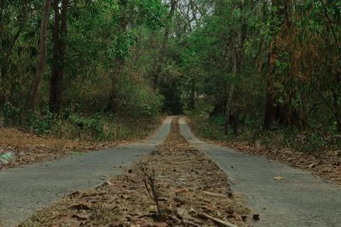 Forest Path Through the Woods Stock Photos