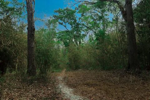 Forest Path Through the Woods Stock Photos