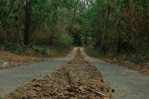 Forest Path Through the Woods Stock Photos