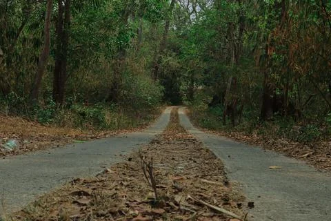 Forest Path Through the Woods Stock Photos