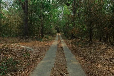 Forest Path Through the Woods Stock Photos