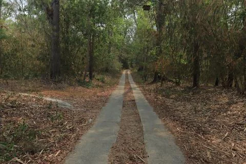 Forest Path Through the Woods Stock Photos