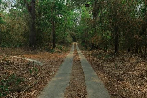 Forest Path Through the Woods Stock Photos