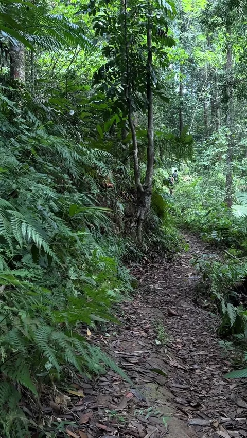 Forest Path Tracking Forward Through Dense Green Jungle, Vertical Shot Stock Footage 324073677