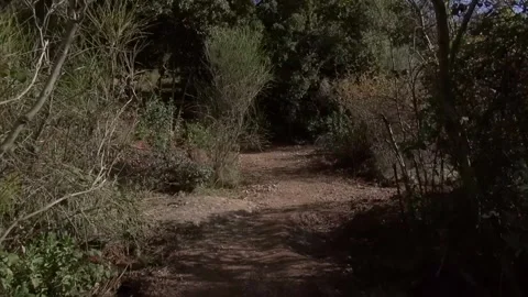 Forest path trail gimbal handheld La Mola bushes shadows traveling Stock Footage 320547560