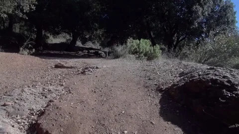 Forest path trail gimbal handheld La Mola dirt slope soil traveling Stock Footage 320547562