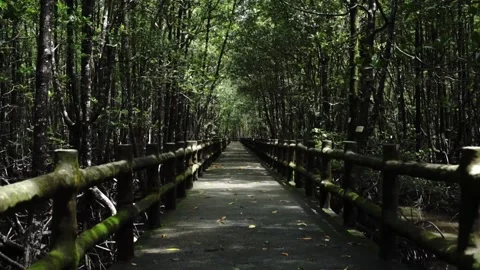 Forest, Path, Trail, Green, Trees Stock Footage 143841905