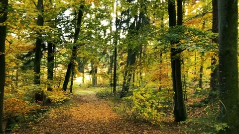 Forest path with tree in autumn colors Stock Footage 120137852