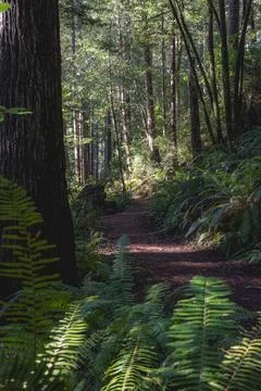 A forest path with a tree in the background Stock Photos