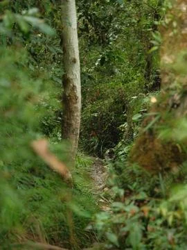 A forest path with a tree in the middle Stock Photos