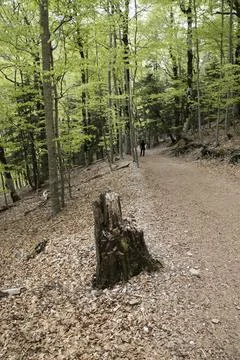 Forest path with tree stump and hiker walking Stock Photos