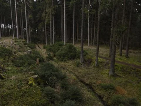 Forest Path with Tree Stumps, Germany Stock Photos