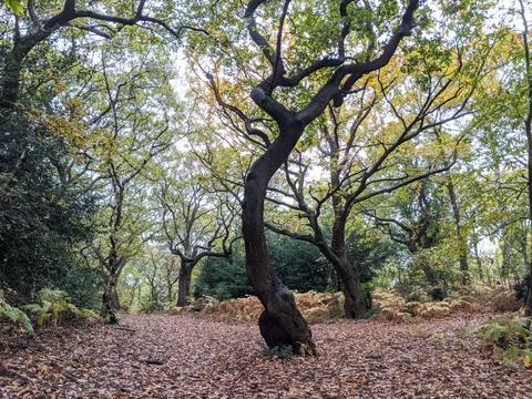 Forest path with trees and autumn leaves Stock Photos