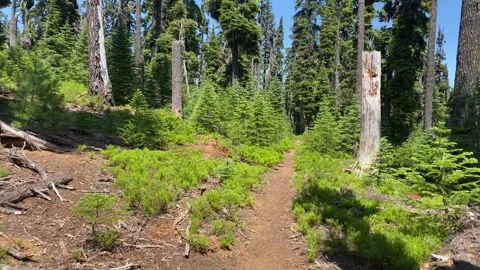 A forest path with trees and bushes Stock Footage 272655925