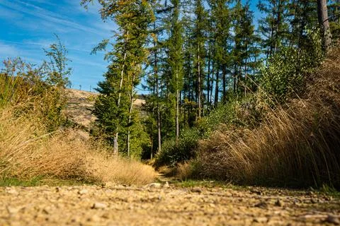 Forest path with trees and dry grass under blue sky. Stock Photos