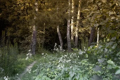 Forest path with trees and foliage. Nature landscape with meadow flowers, Stock Photos