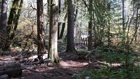 A forest path with trees and logs Stock Footage 270447704